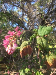 Ribes sanguineum glutinosum