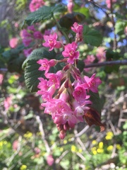 Ribes sanguineum glutinosum