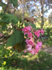 Ribes sanguineum glutinosum