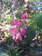 Ribes sanguineum glutinosum