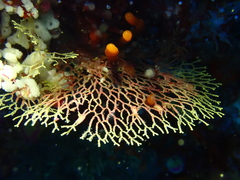 Dictyocladium monilifer