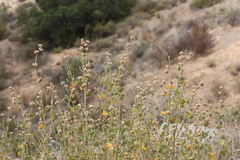 Malacothamnus densiflorus