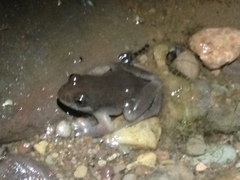 Crinia flindersensis