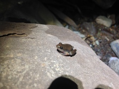 Crinia flindersensis