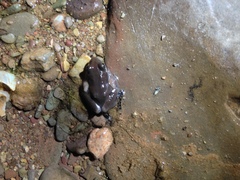 Crinia flindersensis