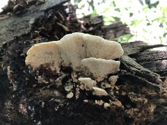 Elmerina cladophora
