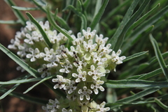 Asclepias involucrata