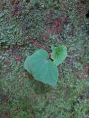 Begonia hirtella