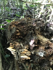 Elmerina cladophora