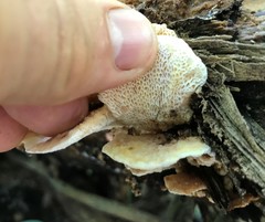 Elmerina cladophora