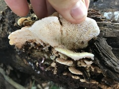 Elmerina cladophora