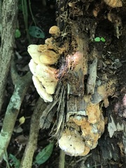 Elmerina cladophora