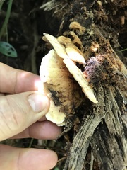 Elmerina cladophora
