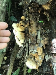 Elmerina cladophora