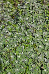 Pseudodictamnus acetabulosus