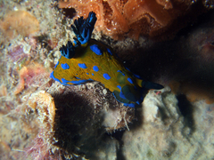 Tambja verconis