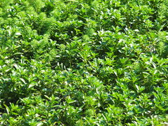 Ludwigia taiwanensis