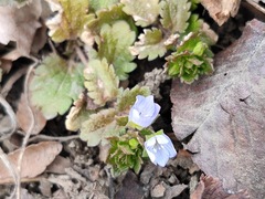 Veronica persica