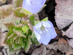 Veronica persica