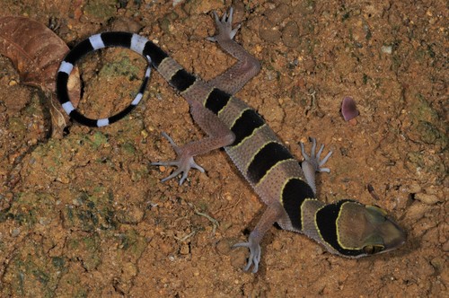 Phuket Bent-toed Gecko