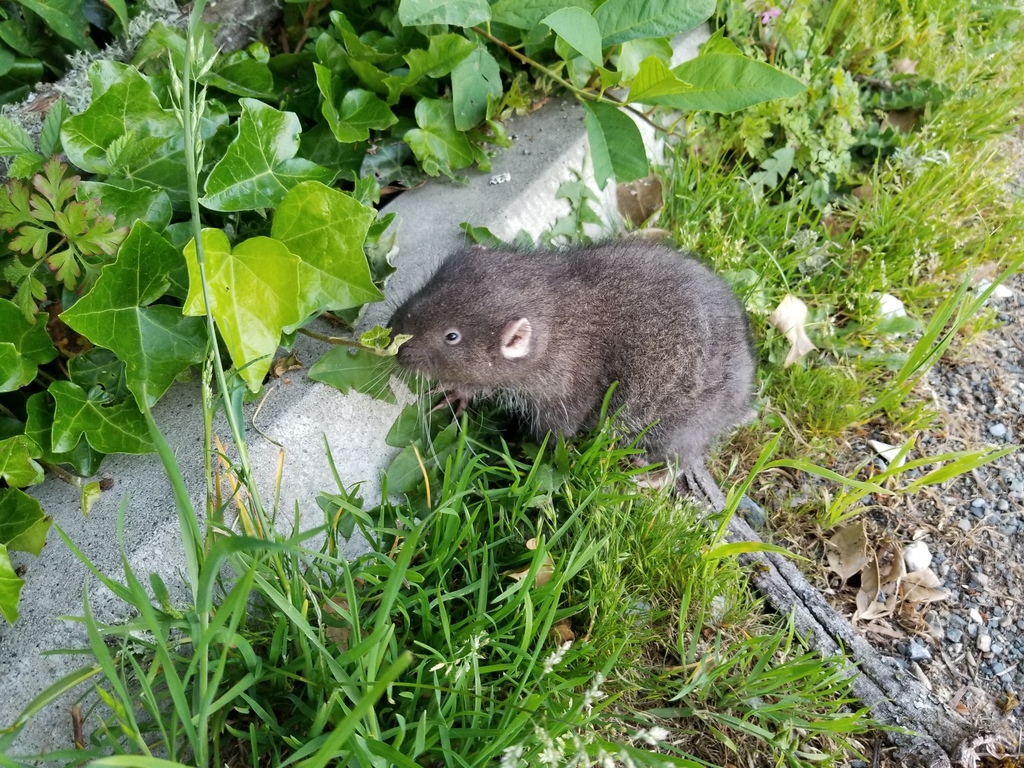 Mountain Beaver from Lake Forest Park, WA 98155, USA on June 01, 2021 at 0829 PM by Breck