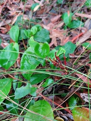 Grevillea laurifolia