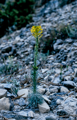 Erysimum myriophyllum