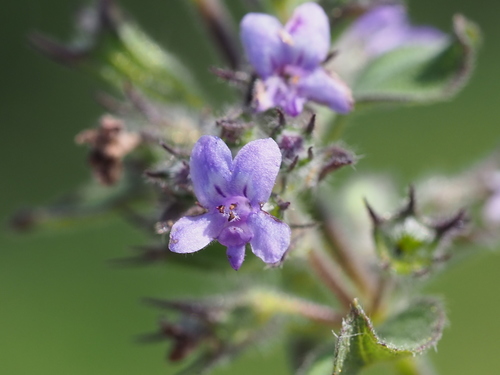 Wide Spikenard