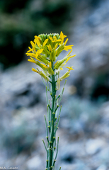 Erysimum myriophyllum