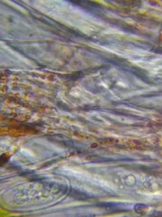 Sarcoscypha dudleyi image