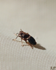 Cixioidea