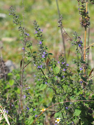 Wide Spikenard