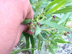 Myoporum montanum