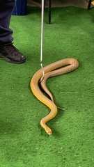 Oxyuranus microlepidotus