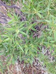Myoporum montanum