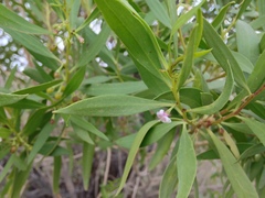 Myoporum montanum