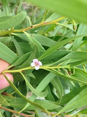 Myoporum montanum