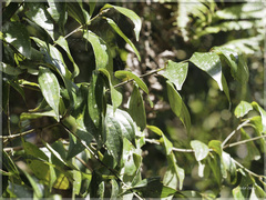 Cinnamomum subavenium