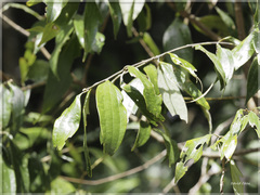 Cinnamomum subavenium