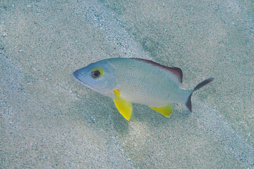 Blacktail snapper (Lutjanus fulvus) — Lutjanidae — 4