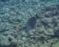 Acanthurus nigroris