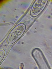 Sarcoscypha dudleyi image