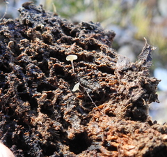 Martininia panamaensis