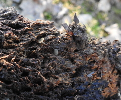 Martininia panamaensis