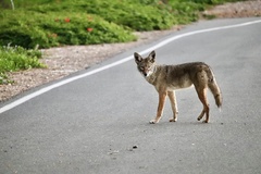 Canis latrans