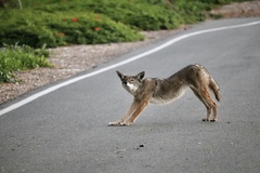 Canis latrans
