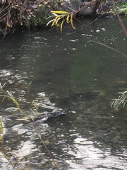 Oncorhynchus tshawytscha