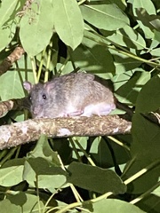 Uromys caudimaculatus