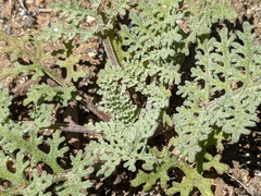 Chaenactis artemisiifolia