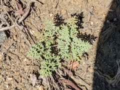 Chaenactis artemisiifolia